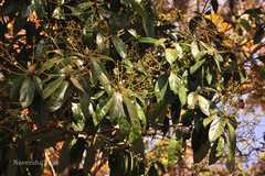 Persea villosa